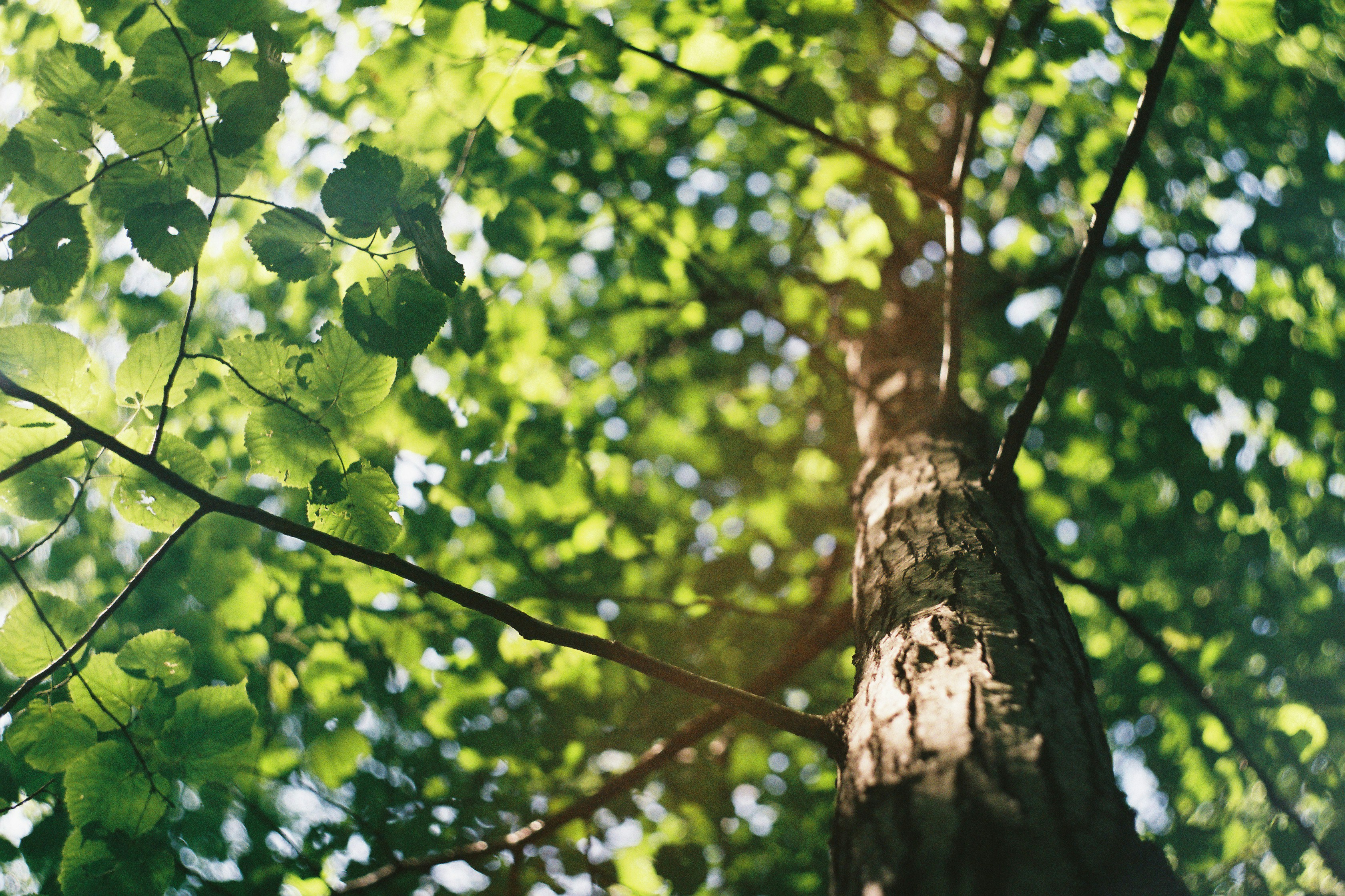 trees